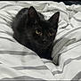 black_cat, kitten, pet, animal, feline, cute, bed, blanket, striped, fur, whiskers, ears, eyes, indoor, resting, cozy, soft, domestic_cat, young, sleepy