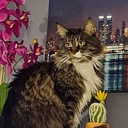 Scarlett a rejoint le concours — aidez-le/la à gagner de superbes lots ! animal, cactus, cat, city_skyline, decor, feline, flower, fluffy_cat, fur, houseplant, indoor, night, orchid, pet, portrait, potted_plant, shelf, tabby, whiskers, yellow_flower