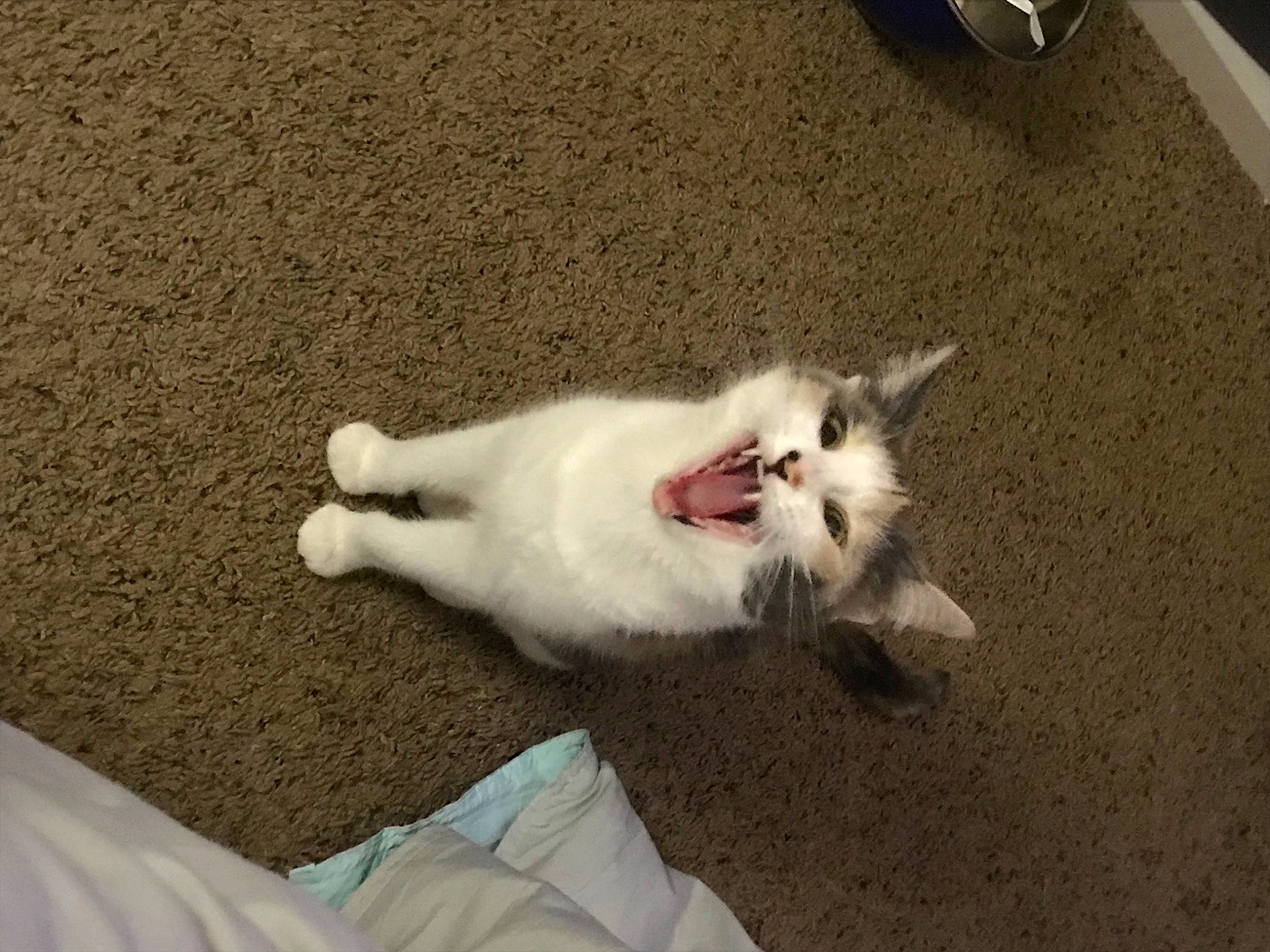 Delilah joined the competition — help win amazing prizes! asphalt, automotive_tire, carnivore, cat, claw, comfort, domestic_short_haired_cat, felidae, fender, flooring, fur, paw, road_surface, shadow, small_to_medium_sized_cats, tail, tar, tire, wheel, whiskers