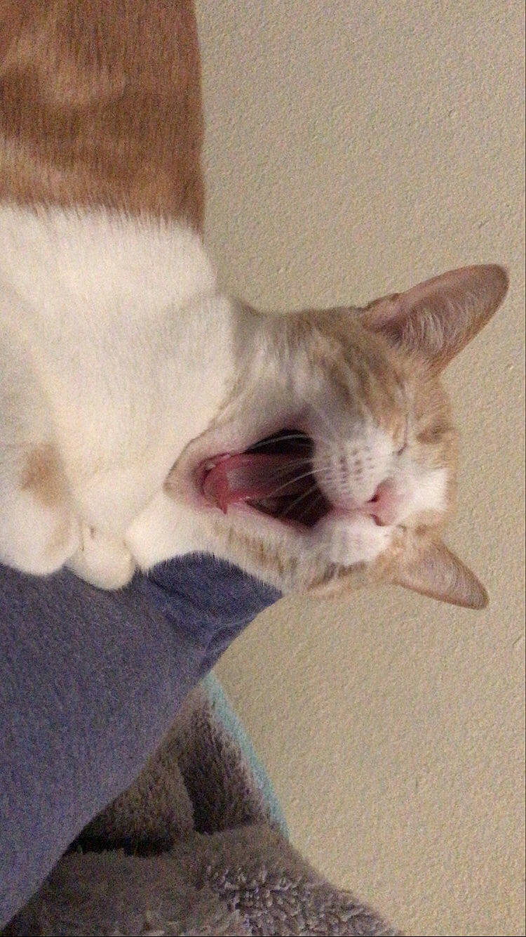 Harris is registered to the contest to win money with this photo: carnivore, cat, claw, comfort, domestic_short_haired_cat, ear, fawn, felidae, foot, fur, paw, small_to_medium_sized_cats, snout, tail, whiskers, yawn