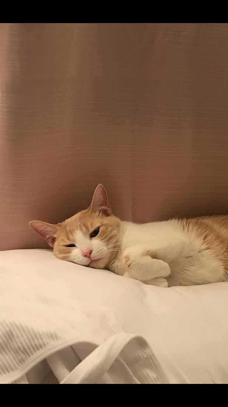 Harris joined the competition — help win amazing prizes! bed, bedding, carnivore, cat, claw, comfort, domestic_short_haired_cat, fawn, felidae, fur, hardwood, linens, nap, paw, small_to_medium_sized_cats, tail, whiskers, wood