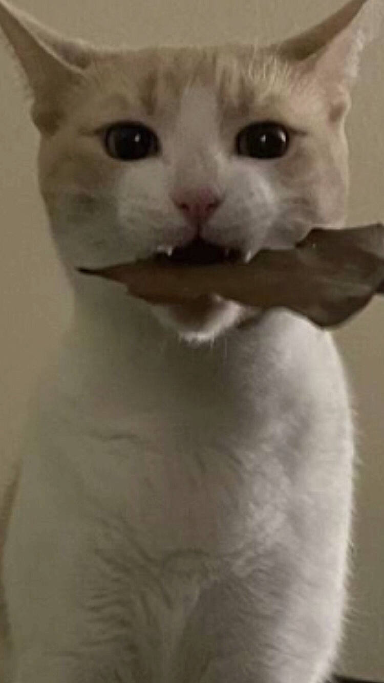 Harris is registered to the contest to win money with this photo: carnivore, cat, domestic_short_haired_cat, ear, eyelash, felidae, fur, iris, jaw, no_expression, pleased, small_to_medium_sized_cats, snout, terrestrial_animal, whiskers