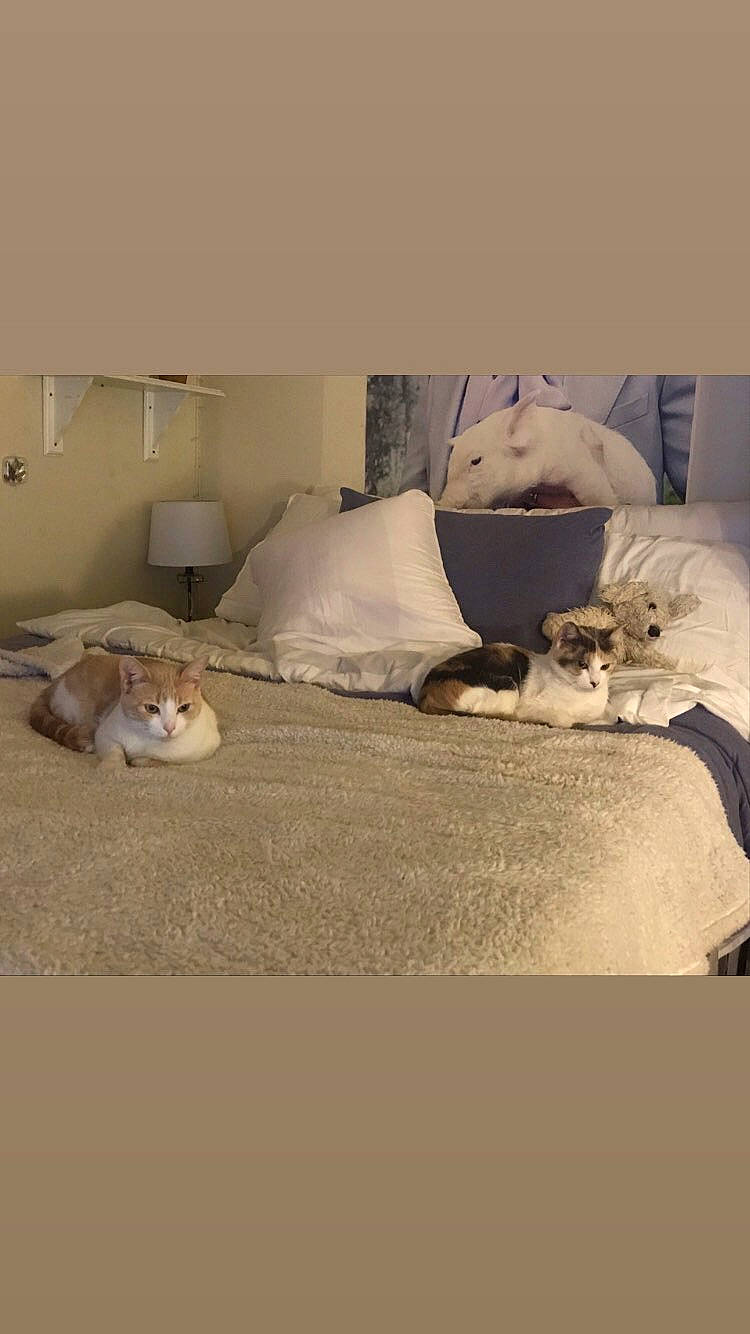 Harris is registered to the contest to win money with this photo: bed, bed_frame, carnivore, cat, comfort, companion_dog, fawn, felidae, flooring, grey, hardwood, interior_design, linens, pillow, small_to_medium_sized_cats, textile, toy, vertebrate, whiskers, wood