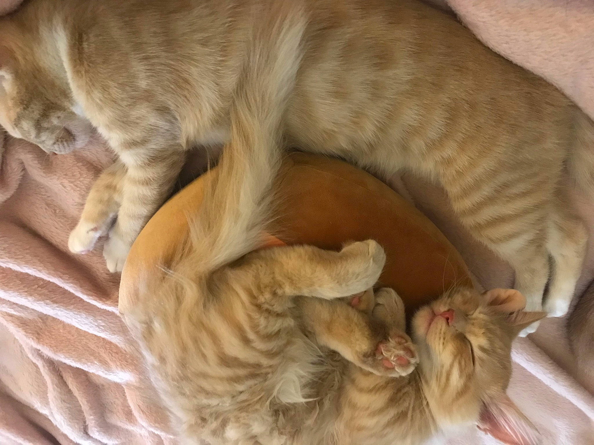 Little Guy joined the competition — help win amazing prizes! canidae, carnivore, cat, comfort, companion_dog, dog, dog_breed, fawn, felidae, fur, liver, nap, paw, small_to_medium_sized_cats, snout, sporting_group, tail, terrestrial_animal, whiskers, wrinkle