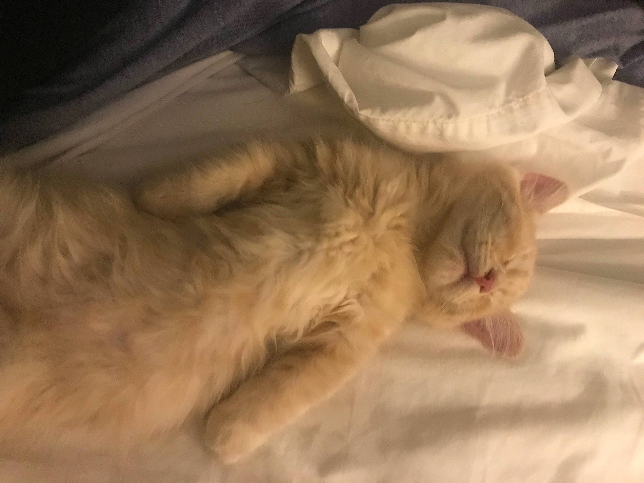 Little Guy joined the competition — help win amazing prizes! carnivore, cat, claw, comfort, domestic_short_haired_cat, duvet, fawn, felidae, fur, linens, nap, paw, room, small_to_medium_sized_cats, snout, tail, whiskers, wood