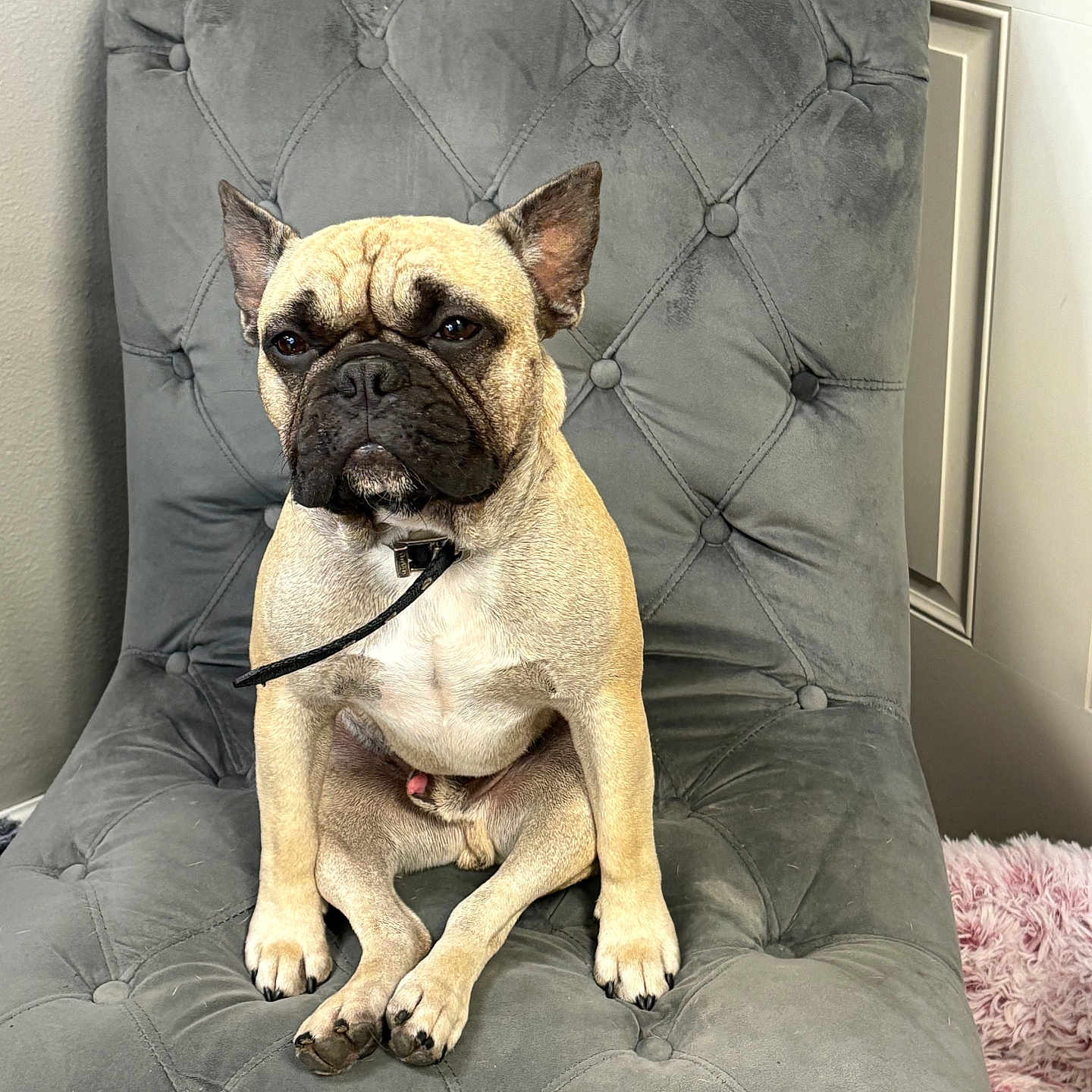 Jumba joined the competition — help win amazing prizes! animal, chair, collar, companion, cute, dog, ears, face, french_bulldog, fur, gray, home, indoor, leash, paws, pet, plush, portrait, sitting, tufted