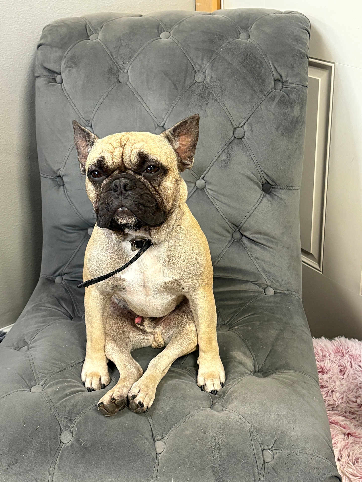 Jumba joined the competition — help win amazing prizes! dog, french_bulldog, pet, animal, sitting, chair, indoor, fur, ears, face, paws, collar, leash, gray, plush, tufted, home, cute, portrait, companion