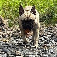 Jumba is registered to the contest to win money with this photo: dog, french_bulldog, leaf, rocks, grass, outdoor, animal, pet, walking, nature, canine, fur, ears, snout, paw, head, ground, daylight, closeup, adventure