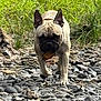 dog, french_bulldog, leaf, rocks, grass, outdoor, animal, pet, walking, nature, canine, fur, ears, snout, paw, head, ground, daylight, closeup, adventure