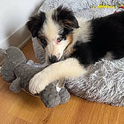 Atlas a rejoint le concours — aidez-le/la à gagner de superbes lots ! puppy, dog, pet_bed, plush_toy, indoor, wooden_floor, black, white, brown, fur, cute, animal, laying_down, soft, cozy, toy, paw, relaxing, home, young