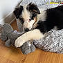 puppy, dog, pet_bed, plush_toy, indoor, wooden_floor, black, white, brown, fur, cute, animal, laying_down, soft, cozy, toy, paw, relaxing, home, young