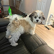 Teddy joined the competition — help win amazing prizes! couch, cute, dog, door, fluffy, fur, green_bottle, indoor, leather_sofa, living_room, looking_at_camera, pet, playful, puppy, small_dog, staircase, toy, wall_art, white_and_brown, wood_floor