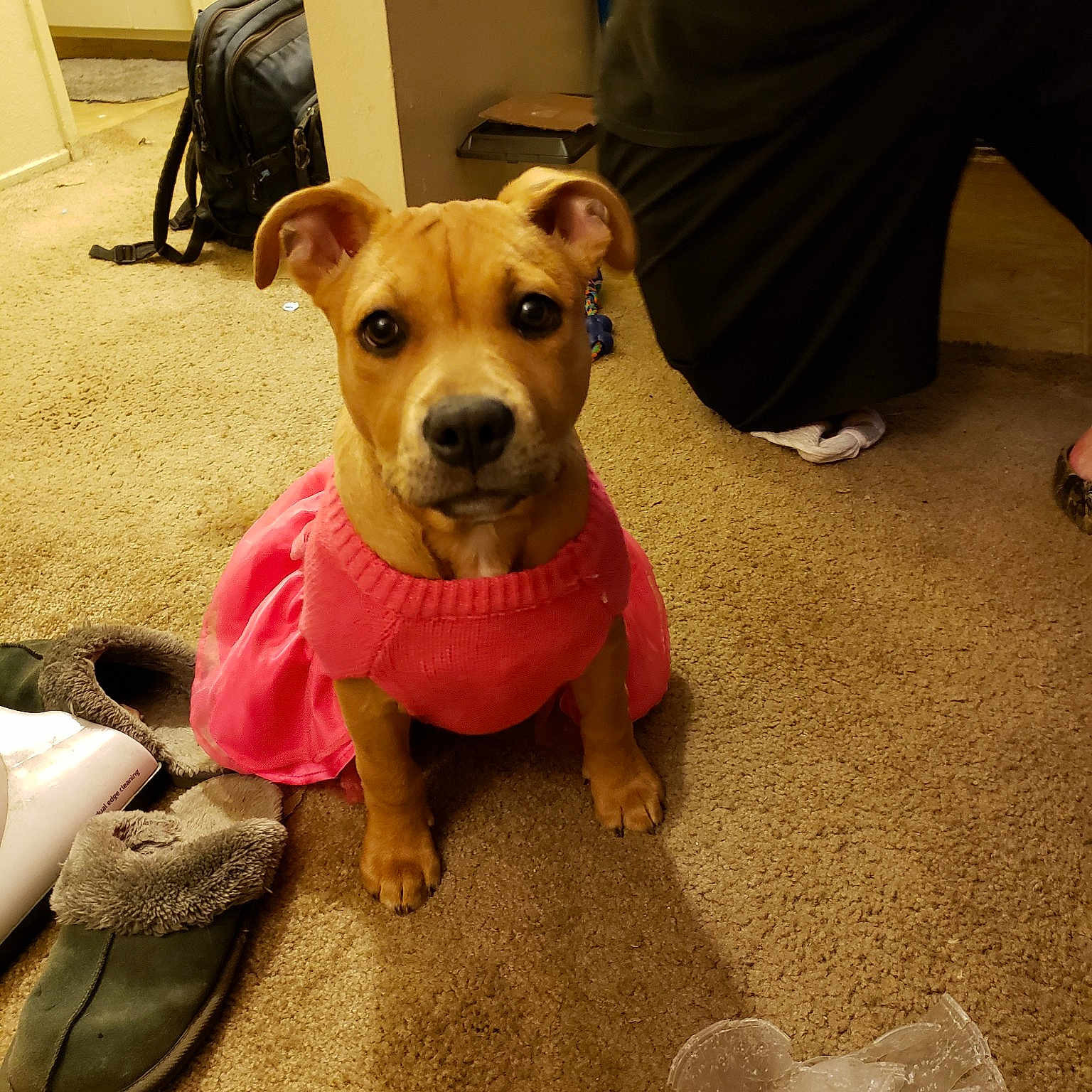 Nala joined the competition — help win amazing prizes! canidae, carnivore, companion_dog, dog, dog_breed, dog_clothes, fawn, floor, flooring, mammal, non_sporting_group, paw, pink, potcake_dog, puppy, rare_breed_dog, snout, sporting_group, whiskers