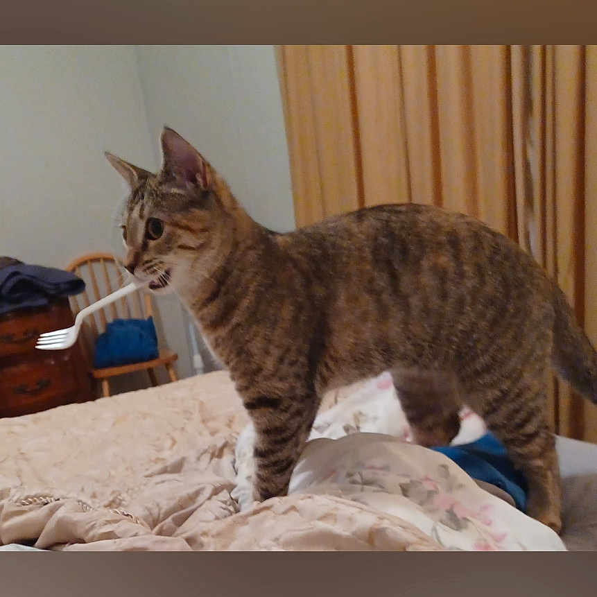 Pumpkin is registered to the contest to win money with this photo: animal, bed, bedspread, cat, curious, curtains, domestic_animal, dresser, fork, funny, furniture, home, indoor, mammal, mouth, pet, standing, striped, tabby, wooden_chair
