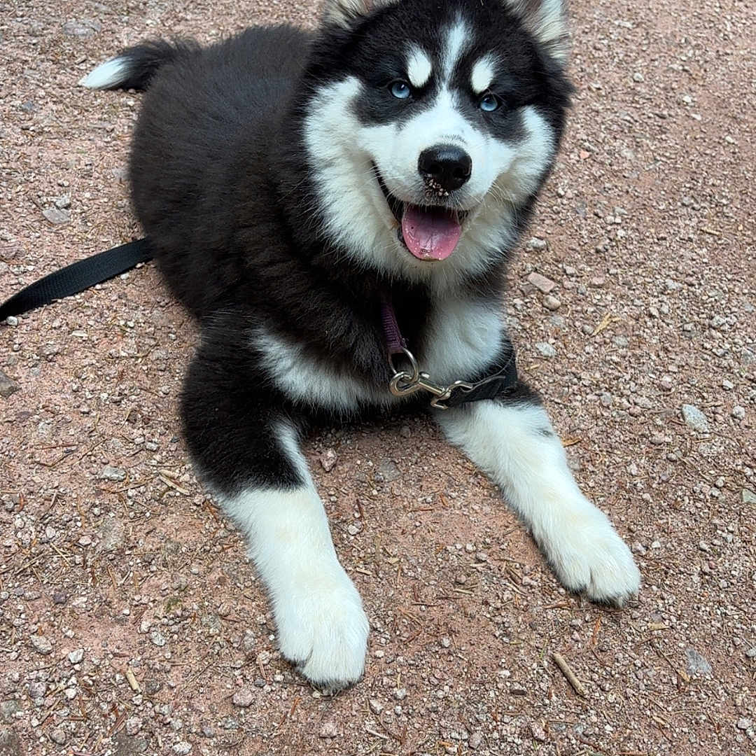Aloa participe au concours pour gagner de l'argent avec cette photo : animal, black_and_white, blue_eyes, canine, cute, dog, ears_up, fur, gravel_path, happy, husky, leash, nature, outdoor, pet, puppy, resting, smiling, tongue_out, walking_path