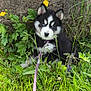 puppy, dog, husky, black_and_white, blue_eyes, grass, plants, flowers, yellow_flower, stone_wall, leash, outdoor, nature, young_dog, pet, animal, fur, cute, sitting, greenery