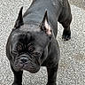 Vader is registered to the contest to win money with this photo: dog, french_bulldog, black_dog, pet, animal, outdoor, pavement, short_hair, ears_up, muscular, wrinkled_face, canine, standing, alert, close_up, cute, companion, domestic_animal, four_legs, snout