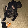 Vader joined the competition — help win amazing prizes! dog, french_bulldog, black_dog, carpet, indoor, pet_toy, plush_toy, looking_up, ears_up, floor, animal, cute, companion, pet, domestic, alert, laying_down, canine, toy, home