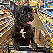 Vader joined the competition — help win amazing prizes! dog, french_bulldog, shopping_cart, grocery_store, aisle, pet, tongue_out, black_dog, white_patch, canine, indoor, shopping, store_shelves, food_items, collar, happy, curious, front_paws, close_up, retail