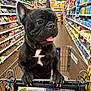 dog, french_bulldog, shopping_cart, grocery_store, aisle, pet, tongue_out, black_dog, white_patch, canine, indoor, shopping, store_shelves, food_items, collar, happy, curious, front_paws, close_up, retail
