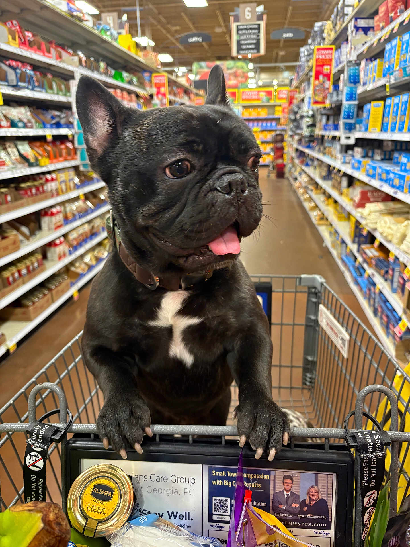 Vader joined the competition — help win amazing prizes! dog, french_bulldog, shopping_cart, grocery_store, aisle, pet, tongue_out, black_dog, white_patch, canine, indoor, shopping, store_shelves, food_items, collar, happy, curious, front_paws, close_up, retail