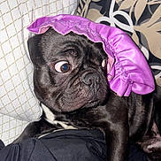 Vader joined the competition — help win amazing prizes! dog, black_dog, pet, animal, wide_eyes, bonnet, purple_bonnet, fabric, cushion, patterned_cushion, indoor, surprised_expression, close_up, fur, snout, ear, resting, comfortable, portrait, cute
