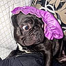 animal, black_dog, bonnet, close_up, comfortable, cushion, cute, dog, ear, fabric, fur, indoor, patterned_cushion, pet, portrait, purple_bonnet, resting, snout, surprised_expression, wide_eyes