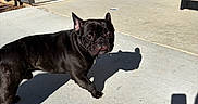 Vader joined the competition — help win amazing prizes! dog, french_bulldog, black_dog, shadow, concrete, porch, sidewalk, outdoor, sunlight, building, wall, fire_alarm, drooling, pet, animal, curious, walking, shadow_of_person, phone_shadow, daylight