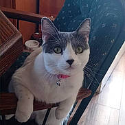 Tilly joined the competition — help win amazing prizes! cat, indoor, chair, wooden, pet, collar, bell, curious, green_eyes, white_fur, gray_fur, feline, domestic_animal, sitting, looking, furniture, floor, cozy, household, closeup