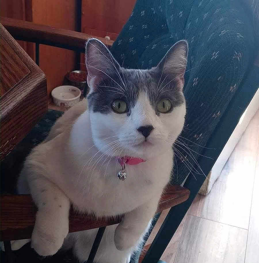 Tilly joined the competition — help win amazing prizes! cat, indoor, chair, wooden, pet, collar, bell, curious, green_eyes, white_fur, gray_fur, feline, domestic_animal, sitting, looking, furniture, floor, cozy, household, closeup