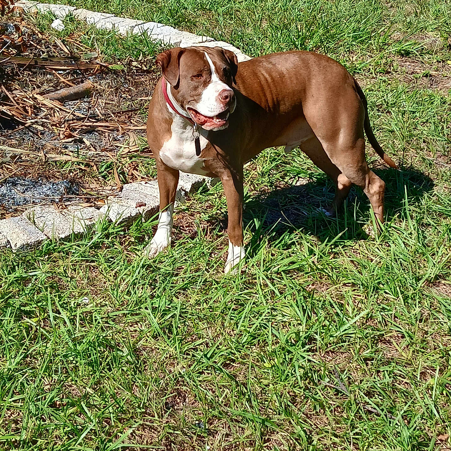 Rocco Taco Rabuck