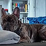 dog, french_bulldog, brindle, couch, blanket, pillow, bookshelf, books, indoor, pet, resting, collar, living_room, furniture, relaxed, canine, snout, ears, animal, domestic