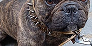 Stitch participe au concours pour gagner de l'argent avec cette photo : dog, french_bulldog, brindle, pet, animal, collar, spiked_collar, outdoor, pavement, close_up, brown_eyes, short_hair, canine, walking, leash, ears_up, snout, paw, muzzle, companion