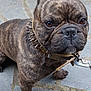 dog, french_bulldog, brindle, pet, animal, collar, spiked_collar, outdoor, pavement, close_up, brown_eyes, short_hair, canine, walking, leash, ears_up, snout, paw, muzzle, companion