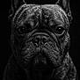 dog, french_bulldog, portrait, black_and_white, close_up, wet, fur, ears, wrinkles, face, animal, pet, canine, moisture, texture, studio_lighting, dark_background, expression, headshot, detailed