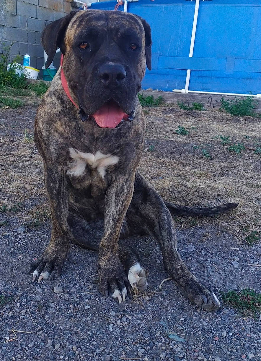 Malia participe au concours pour gagner de l'argent avec cette photo : ancient_dog_breeds, bored, canidae, carnivore, collar, companion_dog, dog, dog_breed, fawn, grass, molosser, non_sporting_group, plant, snout, soil, sporting_group, tail, terrestrial_animal, working_animal, working_dog