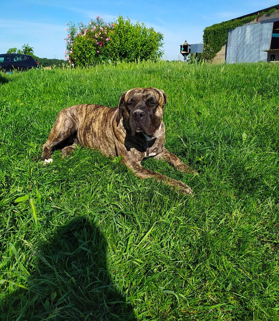 Malia a rejoint le concours — aidez-le/la à gagner de superbes lots ! carnivore, collar, companion_dog, dog, dog_breed, dog_collar, fawn, grass, grass_family, grassland, groundcover, gun_dog, lawn, liver, meadow, pasture, plant, sky, tree, working_animal