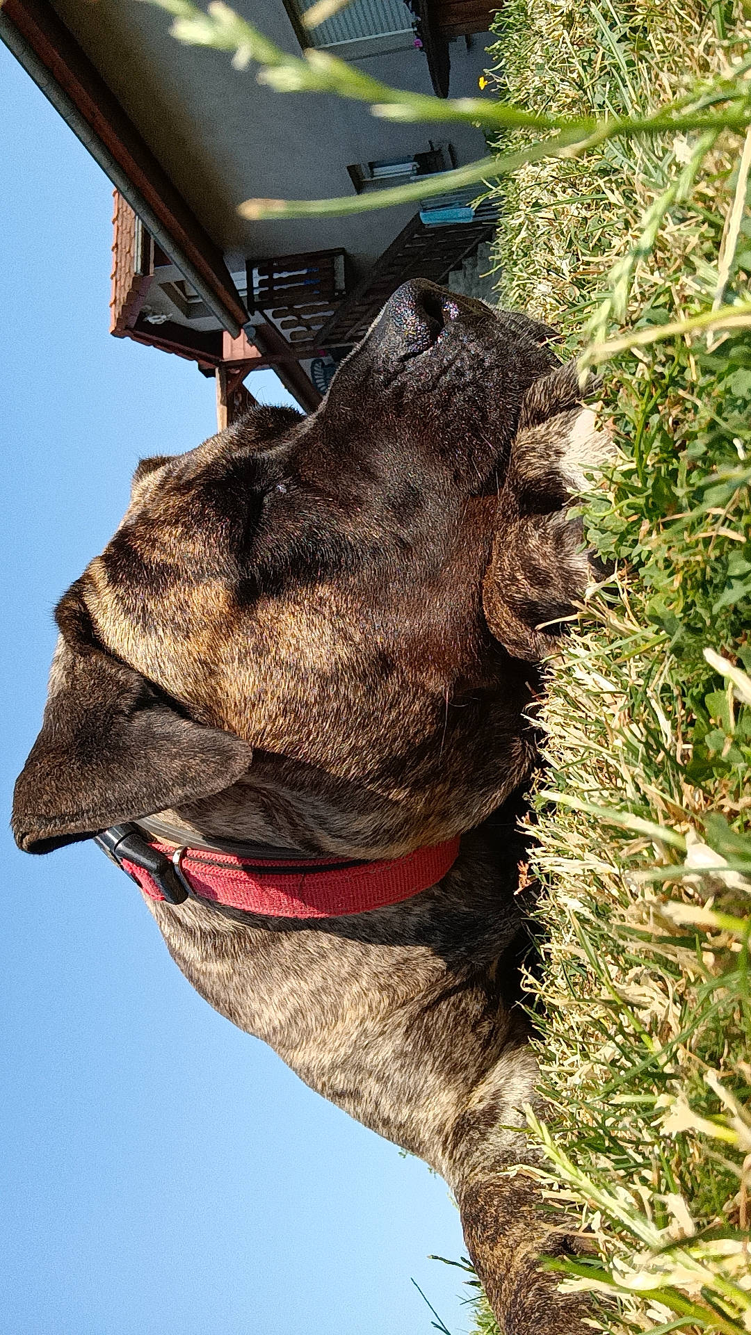 Malia participe au concours pour gagner de l'argent avec cette photo : canidae, carnivore, collar, dog, dog_breed, fawn, fur, horn, jaw, liver, pack_animal, plant, sky, snout, terrestrial_animal, tree, trunk, vertebrate, wood, working_animal