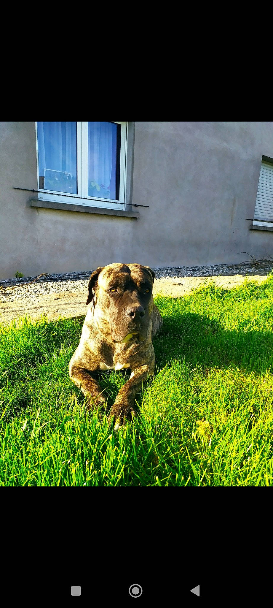 Malia a rejoint le concours — aidez-le/la à gagner de superbes lots ! canidae, carnivore, companion_dog, dog, dog_breed, door, fawn, fixture, grass, grassland, groundcover, house, lawn, plant, snout, sporting_group, terrestrial_animal, tints_and_shades, window, working_animal