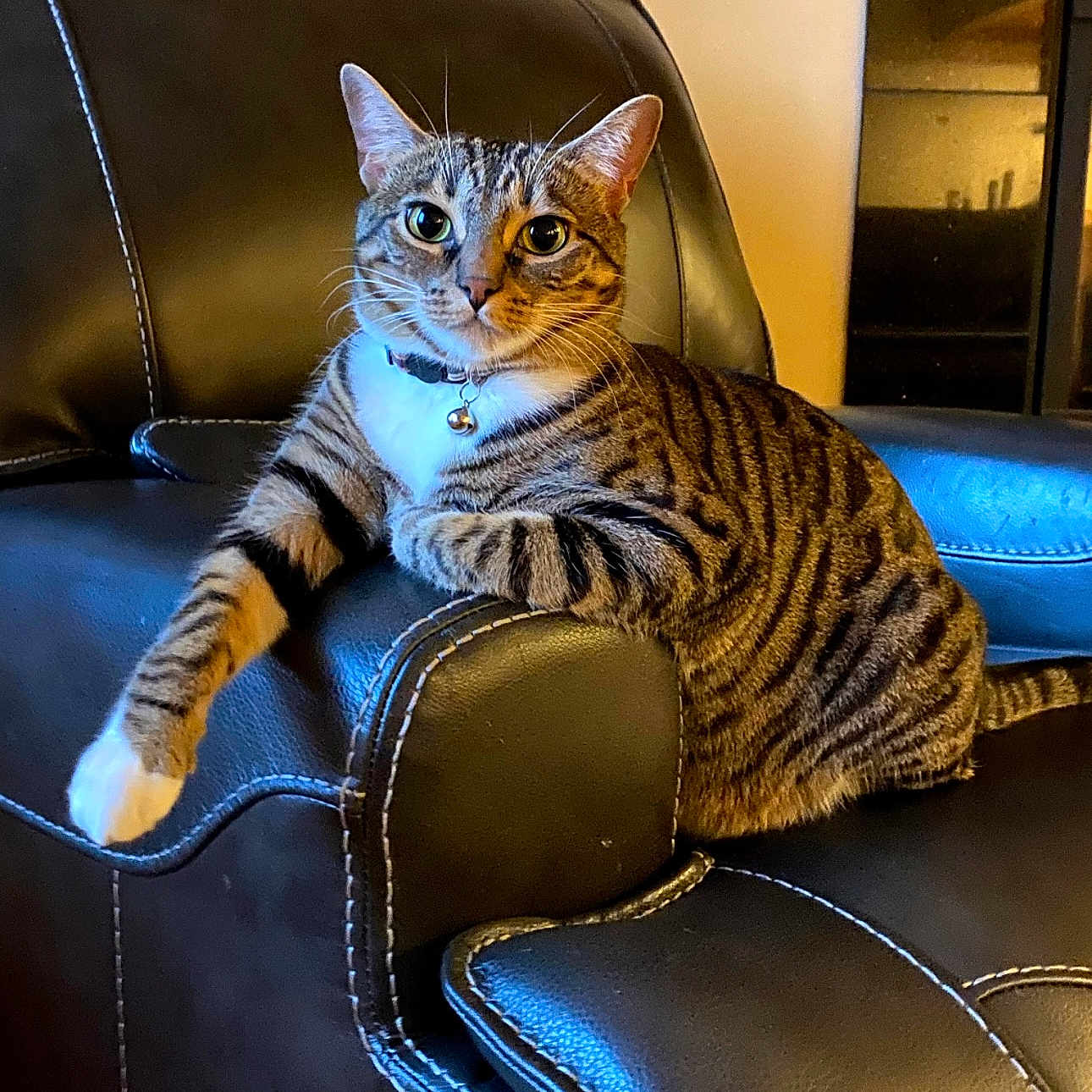 Misty is registered to the contest to win money with this photo: animal, bell, cat, collar, comfortable, cute, domestic, ears, feline, furniture, home, indoor, leather_chair, mammal, paw, pet, relaxed, striped_fur, tabby, whiskers