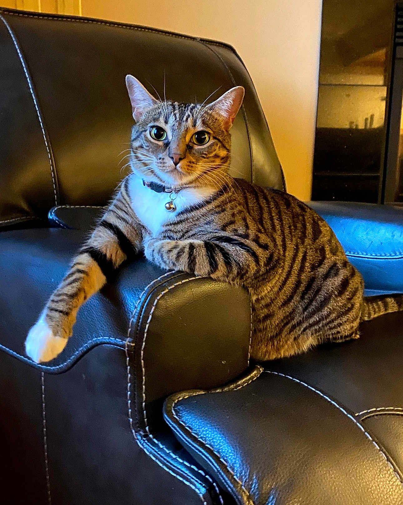 Misty is registered to the contest to win money with this photo: cat, tabby, pet, feline, indoor, leather_chair, collar, bell, striped_fur, animal, mammal, paw, whiskers, ears, relaxed, comfortable, home, furniture, domestic, cute