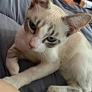 Lucy joined the competition — help win amazing prizes! cat, blue_eyes, fur, whiskers, paws, blanket, indoor, close_up, pet, animal, curious, looking, cozy, soft_lighting, gray, relaxed, lying_down, cute, feline, domestic_cat