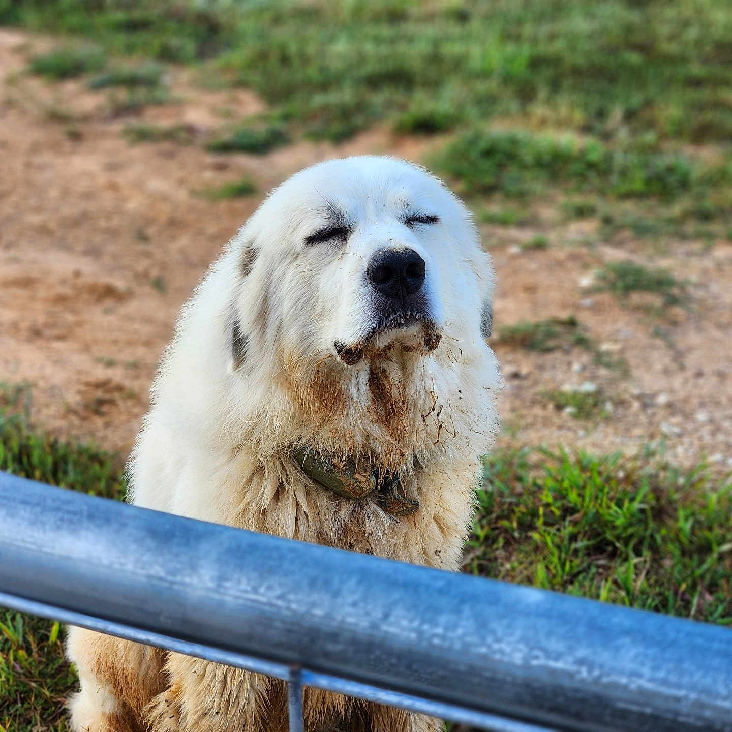 Zeus is registered to the contest to win money with this photo: animal, ball, canine, dog, eskimodog, football, goldenretriever, grass, guardrail, handrail, nature, newfoundland, outdoors, pet, plant, puppy, soccer, soccerball, sport, whitedog