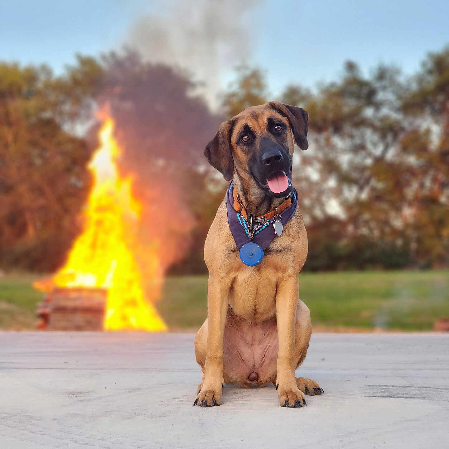 Darlene is registered to the contest to win money with this photo: animal, bonfire, canine, dog, fire, flame, germanshepherd, grass, hound, labradorretriever, nature, outdoors, park, pet, plant, policedog, pug, puppy, tire, tree