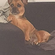 Myrza a rejoint le concours — aidez-le/la à gagner de superbes lots ! animal, blanket, brown_dog, canine, companion, couch, cozy, dog, domestic_animal, ears, furniture, home, indoor, laying_down, living_room, paw, pet, relaxed, resting, snout