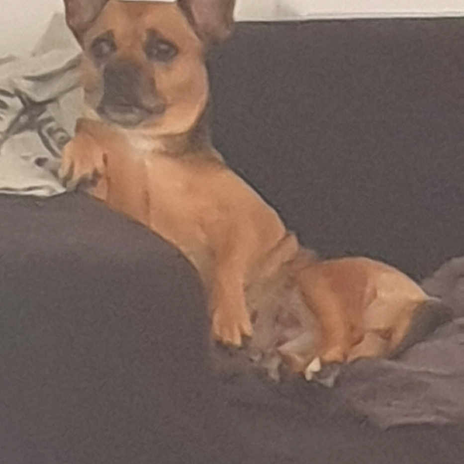 Myrza a rejoint le concours — aidez-le/la à gagner de superbes lots ! animal, blanket, brown_dog, canine, companion, couch, cozy, dog, domestic_animal, ears, furniture, home, indoor, laying_down, living_room, paw, pet, relaxed, resting, snout