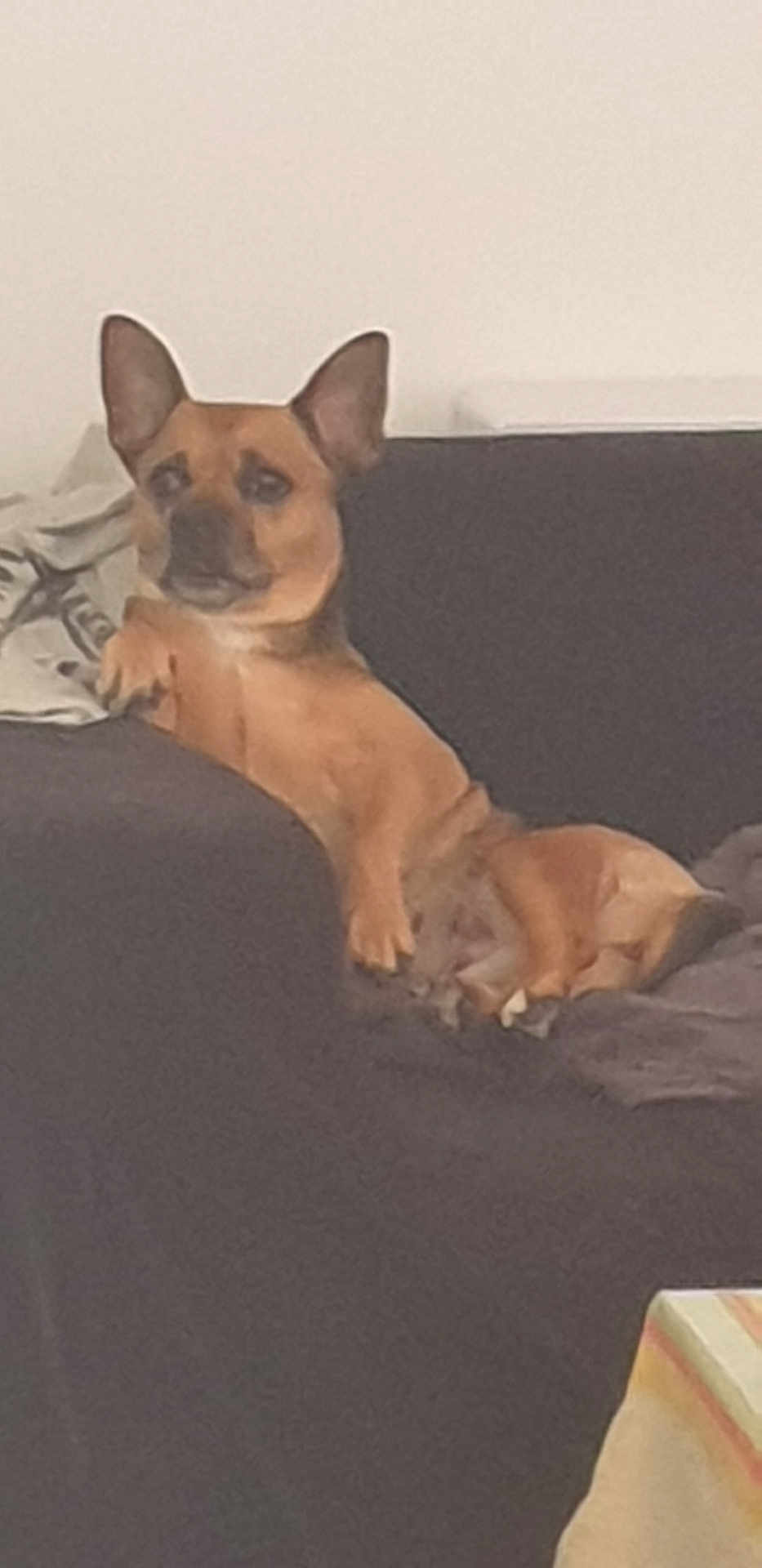 Myrza a rejoint le concours — aidez-le/la à gagner de superbes lots ! animal, blanket, brown_dog, canine, companion, couch, cozy, dog, domestic_animal, ears, furniture, home, indoor, laying_down, living_room, paw, pet, relaxed, resting, snout