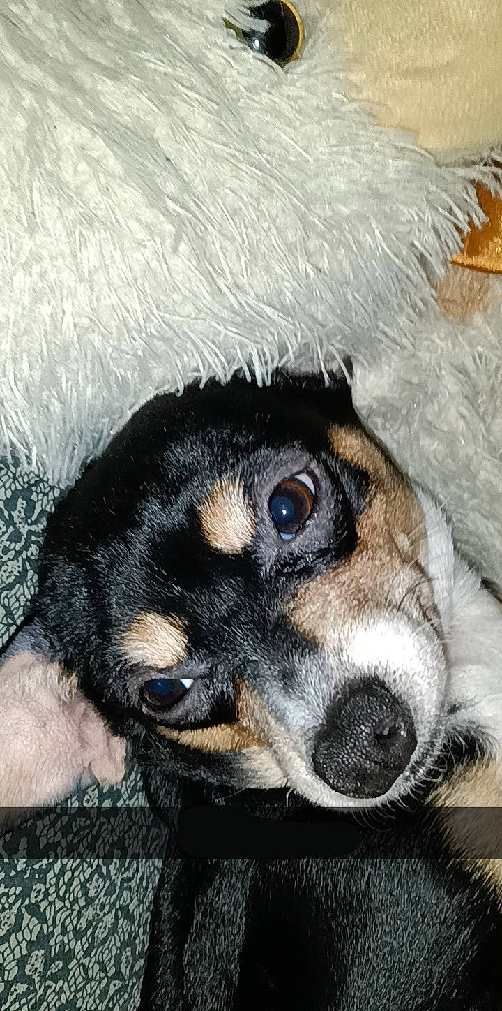 Mia is registered to the contest to win money with this photo: ball, canidae, carnivore, comfort, companion_dog, dog, dog_breed, ear, fur, paw, puppy, puppy_love, snout, sporting_group, street_dog, terrier, toy, toy_dog, whiskers, working_dog