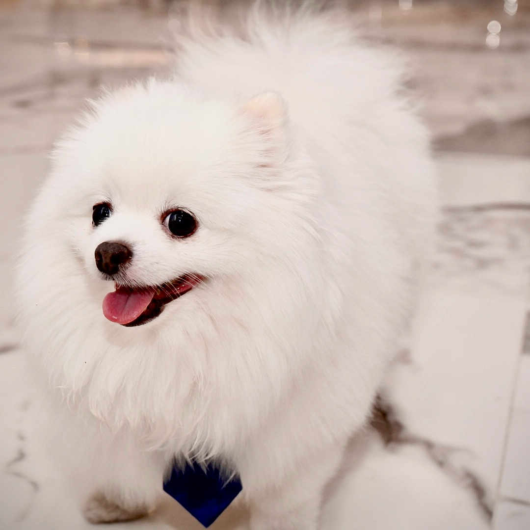 Aslan Antonio joined the competition — help win amazing prizes! animal, canine, companion, cute, dog, domestic_animal, fluffy, friendly, fur, happy, indoor, marble_floor, pet, pomeranian, portrait, small_dog, smiling, standing, tongue_out, white