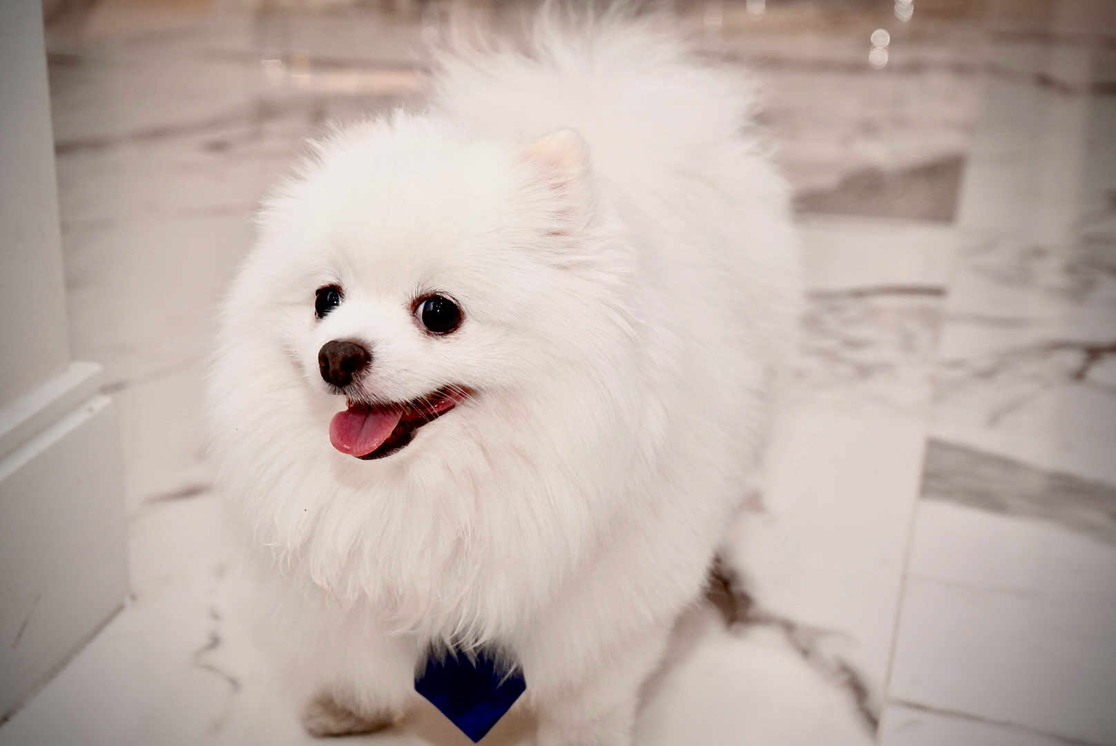 Aslan Antonio joined the competition — help win amazing prizes! dog, pomeranian, white, fluffy, pet, animal, indoor, marble_floor, happy, tongue_out, cute, small_dog, fur, canine, friendly, companion, domestic_animal, portrait, standing, smiling